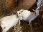 Twee jonge dwerggeitjes te koop, Dieren en Toebehoren, Schapen, Geiten en Varkens, Vrouwelijk, Geit