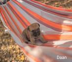 Prachtige RetroMops Puppy's, Pups, Dieren en Toebehoren, Honden | Chihuahua's en Gezelschapshonden, Overige rassen, CDV (hondenziekte)