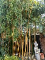 phyllostachys vivax aureocaulis bamboe, Tuin en Terras, Ophalen, Volle zon, Overige soorten
