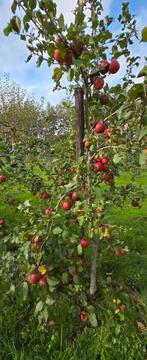 Fruitbomen te koop, geschikt voor kleine tuin!, Tuin en Terras, Planten | Fruitbomen, Ophalen, Minder dan 100 cm, Appelboom, Lente