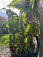 Bananenplant, Volle zon, Vaste plant, Bloeit niet, Ophalen