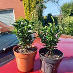 Euonymus green spire(Beste buxus vervanger), Tuin en Terras, Planten | Struiken en Hagen, Ophalen, Overige soorten, Haag, Minder dan 100 cm