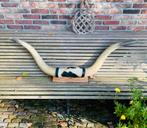 Prachtige LONGHORN set Texas longhorns, Verzamelen, Dierenverzamelingen, Ophalen, Gebruikt, Wild dier, Gewei of Kop