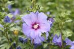 Hibiscus vaste plant, Tuin en Terras, Planten | Tuinplanten, Zomer, Vaste plant, Overige soorten, Ophalen