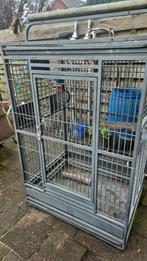 Vogelkooi, Dieren en Toebehoren, Mannelijk, Dwergpapegaai of Agapornis