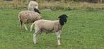Te koop mooie Dorperram., Dieren en Toebehoren, Schapen, Geiten en Varkens, Mannelijk, Schaap