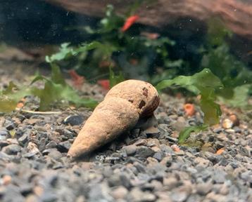 PRE ORDER: Tylomelania Chocolate - aquarium slak beschikbaar voor biedingen