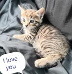 Kittens 💕, Dieren en Toebehoren, Katten en Kittens | Overige Katten, Meerdere dieren, Kortharig, 0 tot 2 jaar