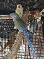 Te Koop 5 halsband parkieten, Dieren en Toebehoren, Vogels | Parkieten en Papegaaien, Meerdere dieren, Parkiet, Geringd