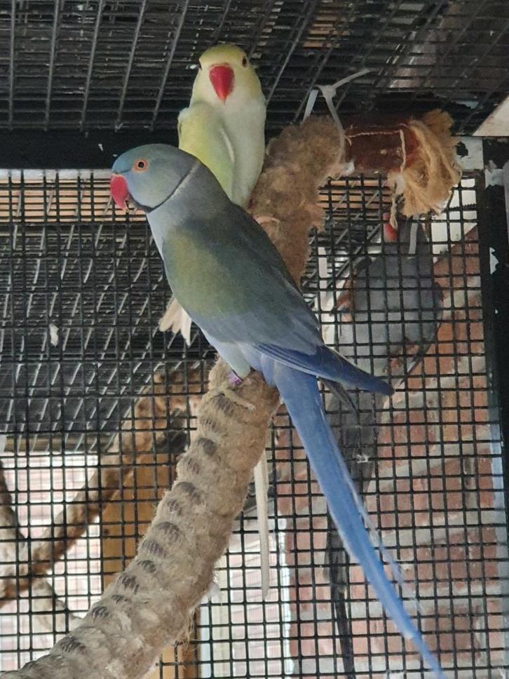 Te Koop 5 halsband parkieten, Dieren en Toebehoren, Vogels | Parkieten en Papegaaien, Parkiet, Meerdere dieren, Geringd