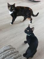 2-jarige poes en kitten katertje ter overname, Dieren en Toebehoren, Katten en Kittens | Overige Katten, Meerdere dieren, Kortharig