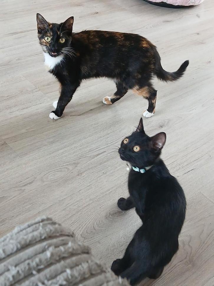 2-jarige poes en kitten katertje ter overname, Dieren en Toebehoren, Katten en Kittens | Overige Katten, Kortharig, Meerdere dieren