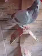 postduiven, Meerdere dieren, Postduif