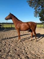 Bijna 2,5 jarige merrie van I'm Special de Muze, Dieren en Toebehoren, Paarden, Merrie, Springpaard, 0 tot 2 jaar, Onbeleerd