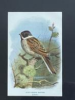 1901 - litho - zwartkopgors / Black headed bunting, Antiek en Kunst, Kunst | Etsen en Gravures, Ophalen of Verzenden