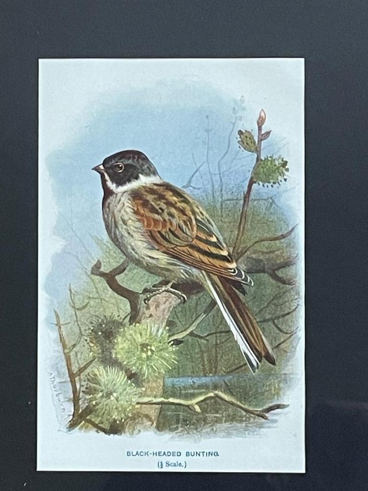 1901 - litho - zwartkopgors / Black headed bunting, Antiek en Kunst, Kunst | Etsen en Gravures, Ophalen of Verzenden