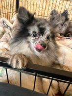 Pomchi blue merle reutje zeer lief, België, Fokker | Hobbymatig, Rabiës (hondsdolheid), Eén hond