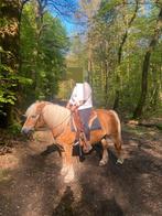 5 sterren huisje gezocht voor lieve haflinger merrie, Merrie, 11 jaar of ouder, D pony (1.37m tot 1.48m), Met stamboom