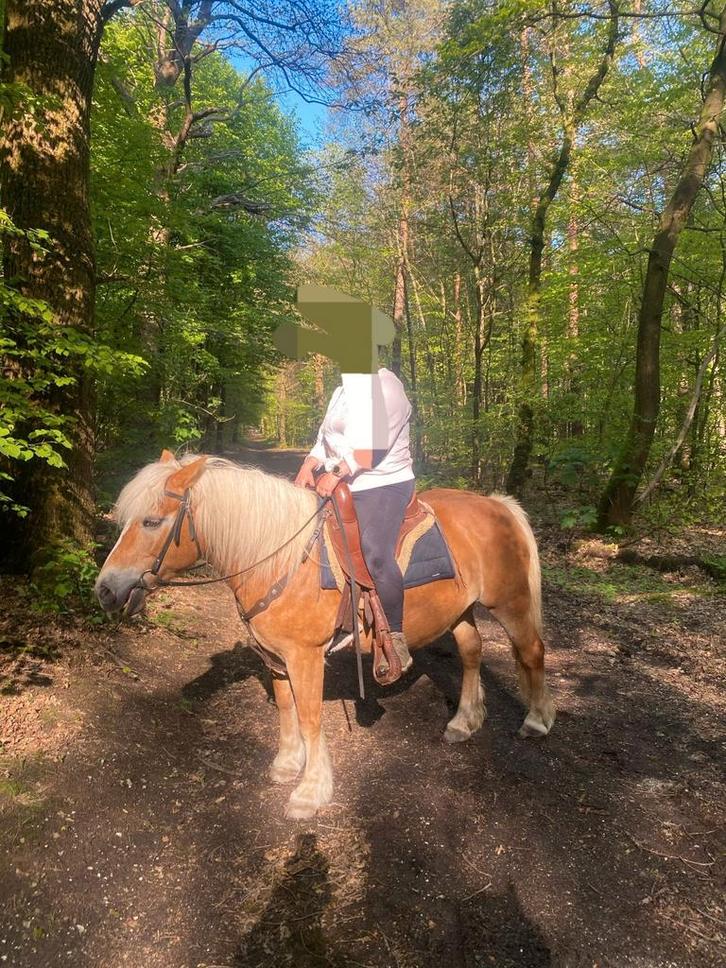 5 sterren huisje gezocht voor lieve haflinger merrie, Dieren en Toebehoren, Pony's, Merrie, B, D pony (1.37m tot 1.48m), 11 jaar of ouder