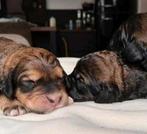 Prachtige pups Labradoodle x Berner Sennen x Friese Stabij, Dieren en Toebehoren, 8 tot 15 weken, Teef, Eén hond, Middel