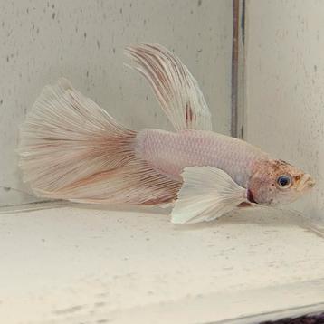 Betta splendens man 49 beschikbaar voor biedingen