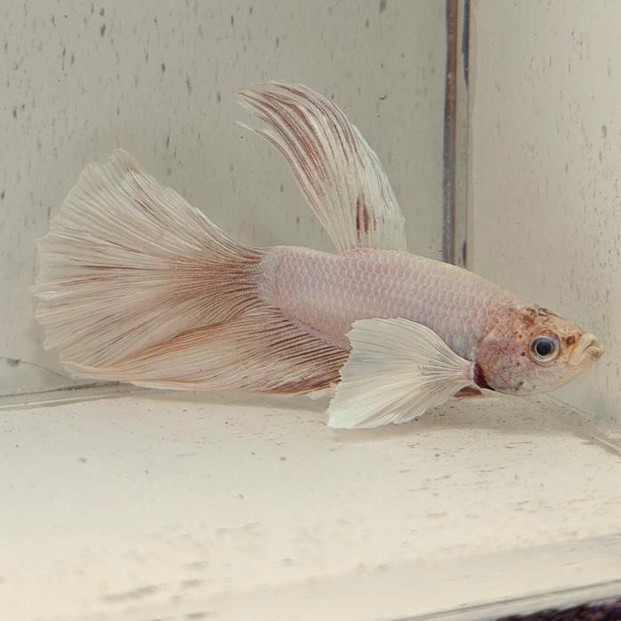 Betta splendens man 49, Dieren en Toebehoren, Vissen | Aquariumvissen, Vis
