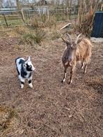 Te koop, Knappe Landgeit met prachtig bont bokje., Dieren en Toebehoren, Schapen, Geiten en Varkens, Meerdere dieren, Geit