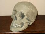 REPLICA volledige Schedel mens, complete menselijke skull 19, Nieuw, Rariteitenkabinet escaperoom vintage apotheek Gothic horror