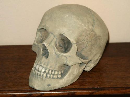 REPLICA volledige Schedel mens, complete menselijke skull 19, Verzamelen, Overige Verzamelen, Nieuw, Ophalen of Verzenden