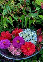 Meerdere soorten planten, Ophalen, Overige soorten, Volle zon
