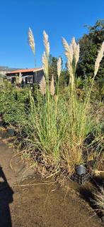 Cortaderia | Pampasgras, Volle zon, Vaste plant, Zomer, Ophalen