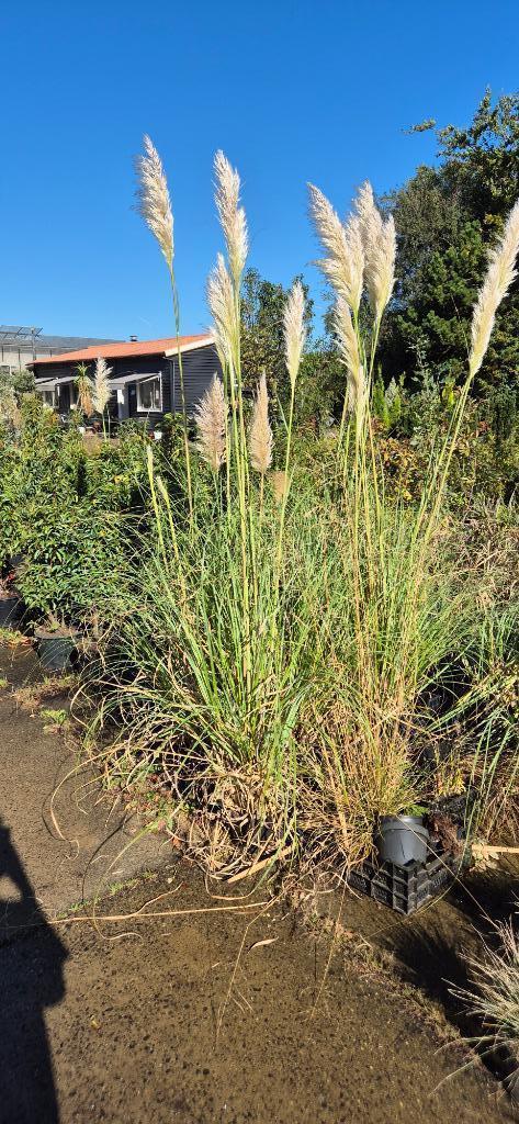 Cortaderia | Pampasgras, Tuin en Terras, Planten | Tuinplanten, Vaste plant, Overige soorten, Volle zon, Zomer, Ophalen