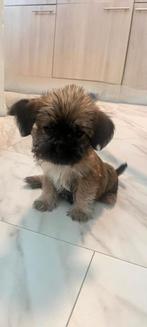Puppy's kruising tussen een jack russel en shih tzu, Dieren en Toebehoren, Jack Russell Terriër, 8 tot 15 weken, Meerdere, Meerdere dieren