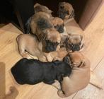 Mijn lieve Retromops/mopshond puppies zoeken een fijn thuis, Dieren en Toebehoren, Honden | Chihuahua's en Gezelschapshonden, Overige rassen