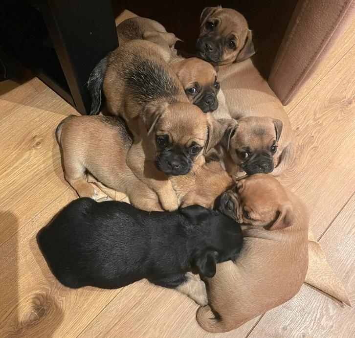 Mijn lieve Retromops/mopshond puppies zoeken een fijn thuis, Dieren en Toebehoren, Honden | Chihuahua's en Gezelschapshonden, Meerdere dieren