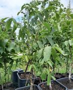 Juglans regia, Waalnoot boom, 100cm, Ophalen, In pot, Volle zon, Overige soorten