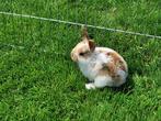 Prachtige lieve dwerg hangoor konijntjes, Dieren en Toebehoren, Konijnen, Meerdere dieren, Dwerg, Hangoor