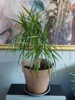 Drakenbloedboom in pot met strak design, Huis en Inrichting, Kamerplanten, Ophalen