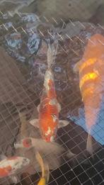 Kujaku 55cm, man, Dieren en Toebehoren, Vissen | Vijvervissen, Karper of Koi