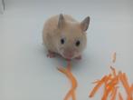 Ace ️ Syrische (goud) baby hamster, Dieren en Toebehoren, Hamster, Mannelijk, Tam, September