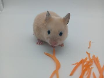 Ace ️ Syrische (goud) baby hamster  beschikbaar voor biedingen