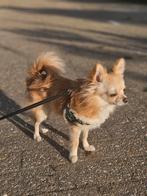 Lieve 1 jarige reu lang harige chihuahua, Dieren en Toebehoren, Reu, 1 tot 2 jaar, Eén hond, Chihuahua