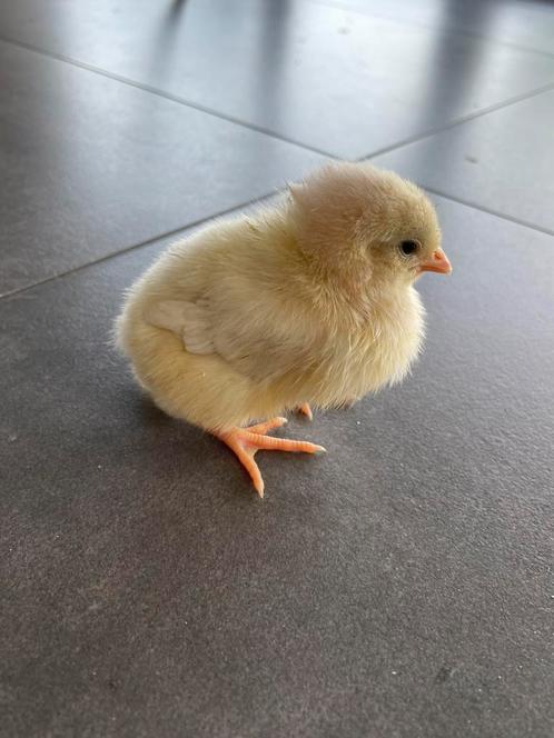 Kuikens legkippen, Dieren en Toebehoren, Pluimvee, Kip, Vrouwelijk