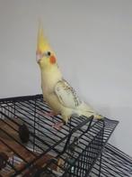 Gemist in de buurt  Dr.j.m Den Uylstraat., Dieren en Toebehoren, Vogels | Duiven, Vrouwelijk, Overige soorten