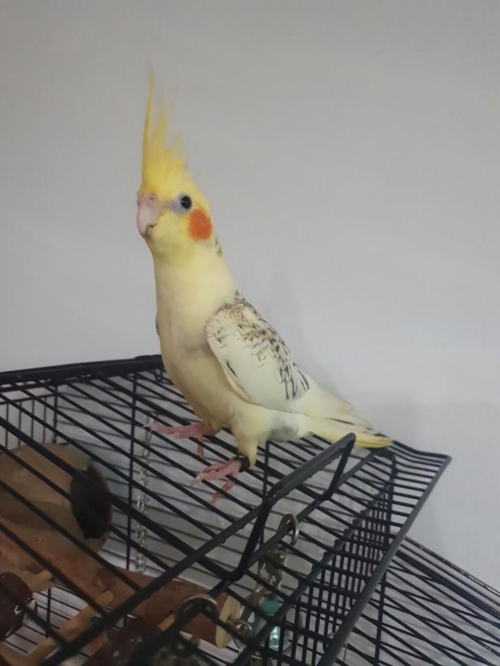 Gemist in de buurt  Dr.j.m Den Uylstraat., Dieren en Toebehoren, Vogels | Duiven, Overige soorten, Vrouwelijk