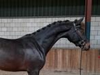 ‼️ WOW ‼️ Governor x Blue Hors Don Schufro, Dieren en Toebehoren, Paarden, Gechipt, Dressuurpaard, 0 tot 2 jaar, Hengst