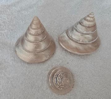 Parelmoer toren slak, Trochus pyramis beschikbaar voor biedingen