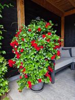 Zeer grote Mandevilla (Dipladenia 'Sundaville'), Tuin en Terras, Volle zon, Vaste plant, Zomer, Ophalen