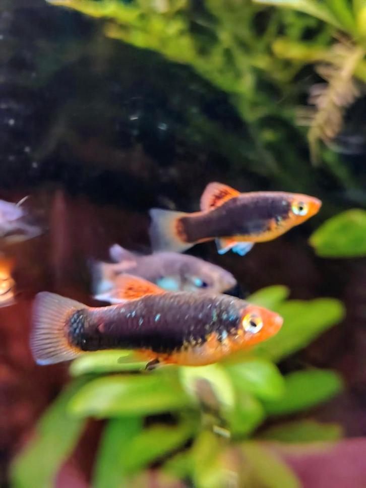 Platy (Xiphpophorus Maculatus) mix: blauw en zwart/oranje, Dieren en Toebehoren, Vissen | Aquariumvissen, Zoetwatervis, Vis