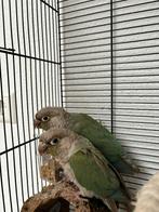 Half tamme leuke pyrrhura koppel, Dieren en Toebehoren, Meerdere dieren, Papegaai